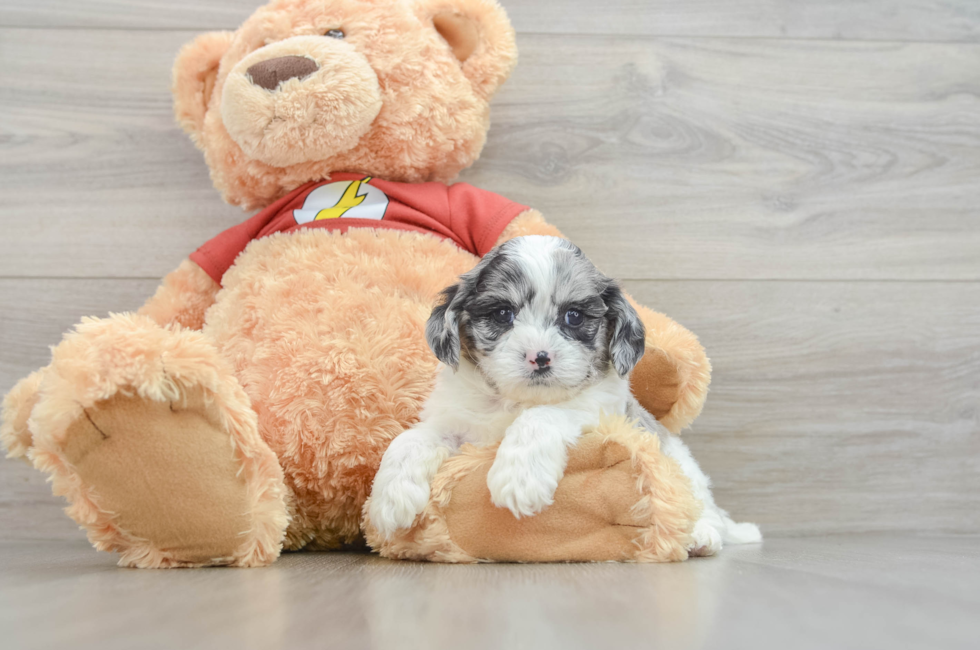 7 week old Shih Poo Puppy For Sale - Windy City Pups