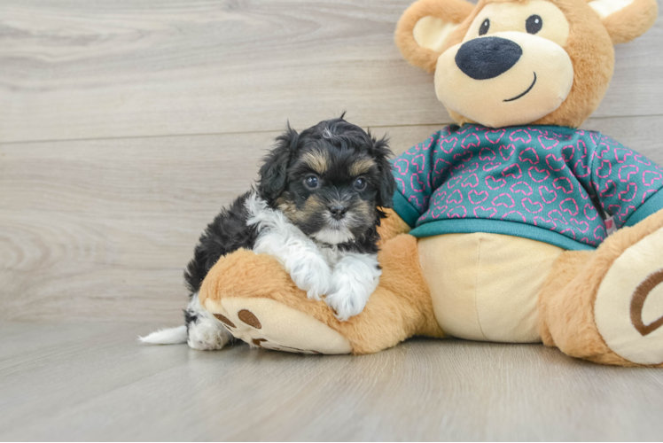 Sweet Shih Poo Baby