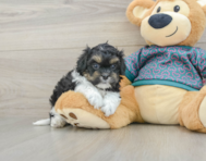 7 week old Shih Poo Puppy For Sale - Windy City Pups