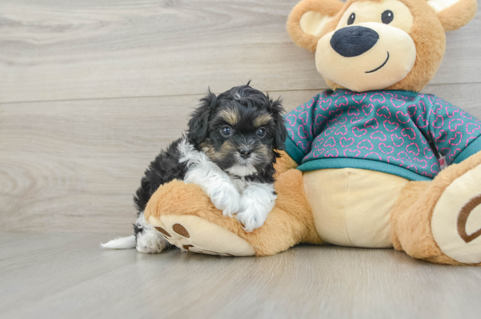 5 week old Shih Poo Puppy For Sale - Windy City Pups