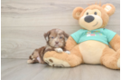 Shih Poo Puppy for Adoption