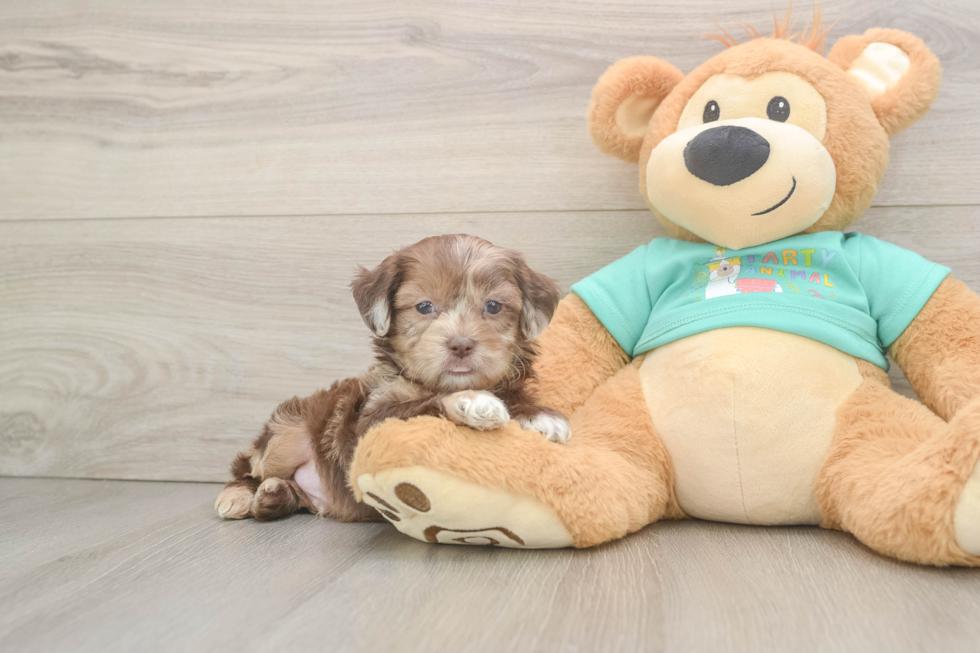 Shih Poo Puppy for Adoption