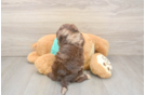 Sweet Shih Poo Baby