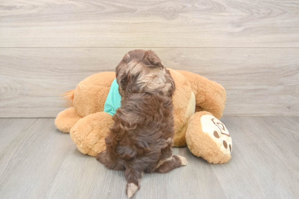 Sweet Shih Poo Baby