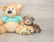 6 week old Shih Poo Puppy For Sale - Windy City Pups