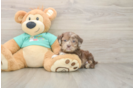 Shih Poo Pup Being Cute