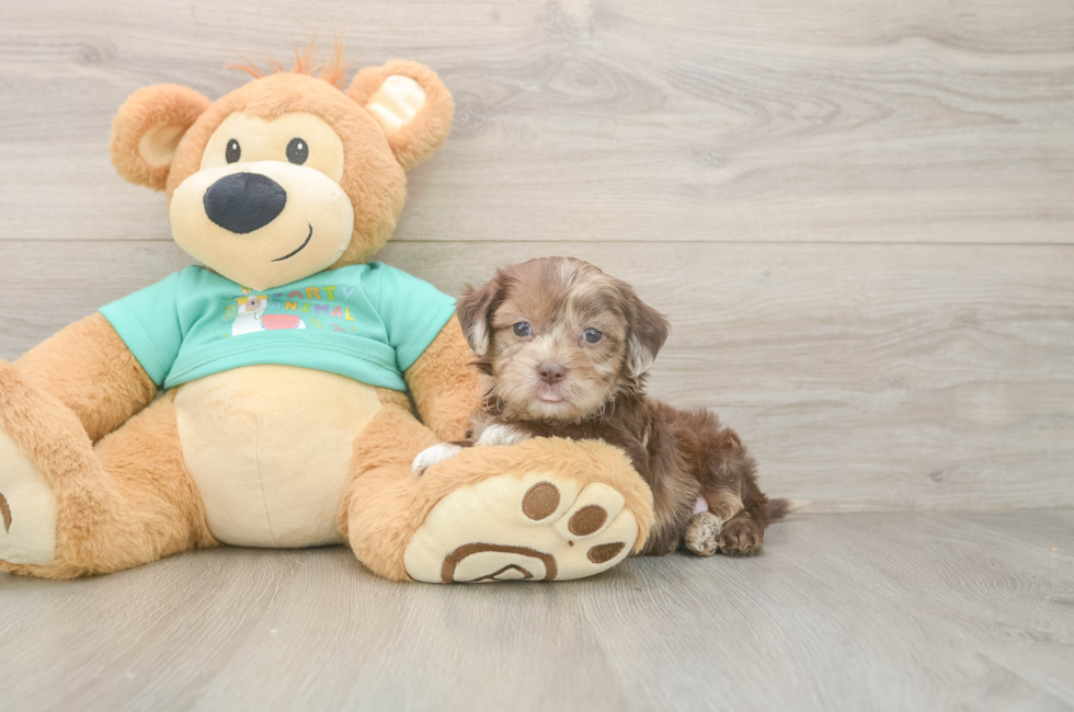 5 week old Shih Poo Puppy For Sale - Windy City Pups