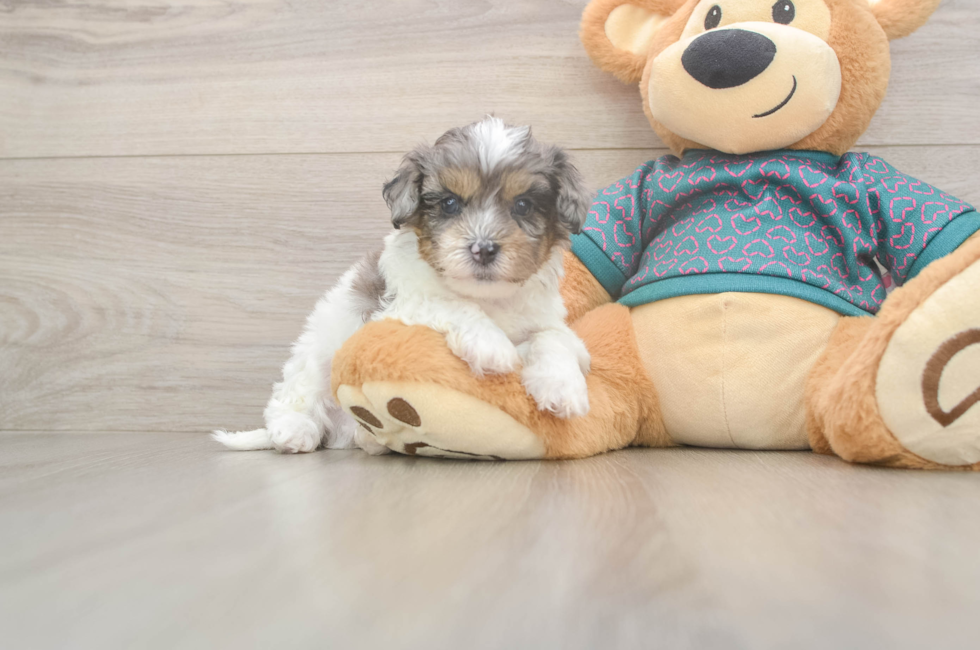 5 week old Shih Poo Puppy For Sale - Windy City Pups