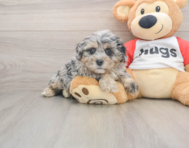 7 week old Shih Poo Puppy For Sale - Windy City Pups