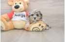Shih Poo Puppy for Adoption