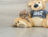 10 week old Shih Poo Puppy For Sale - Windy City Pups