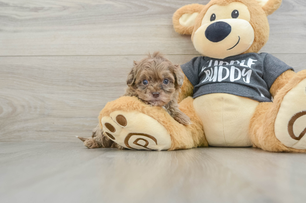 10 week old Shih Poo Puppy For Sale - Windy City Pups