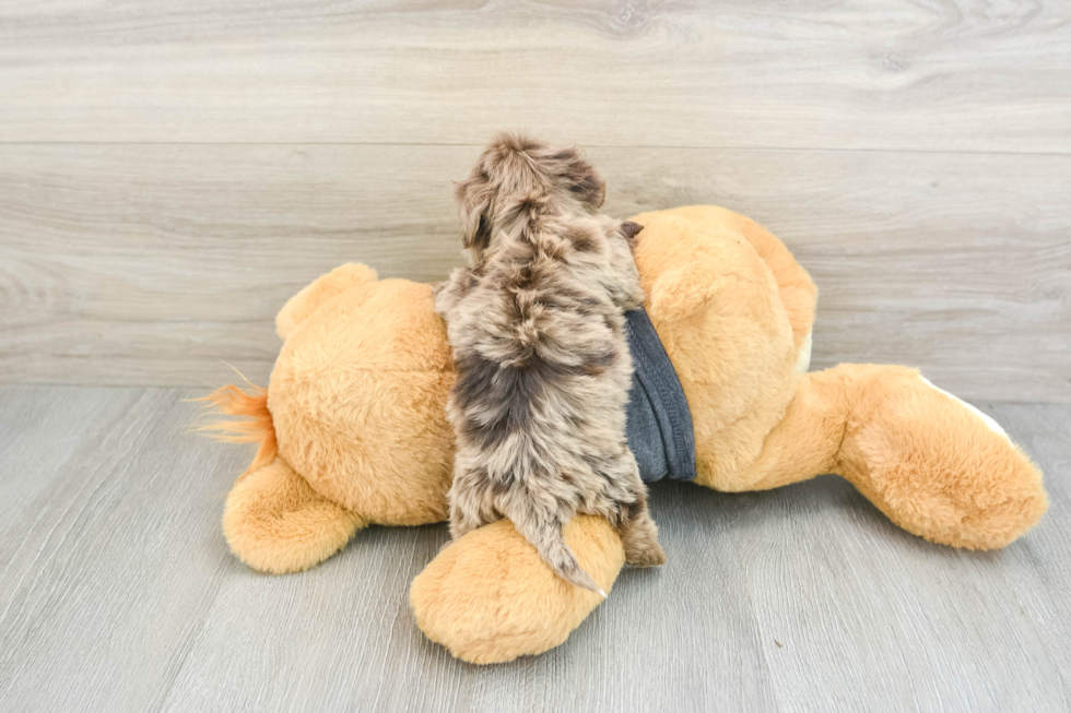 Shih Poo Pup Being Cute