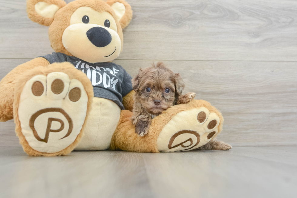 Cute Shih Poo Baby