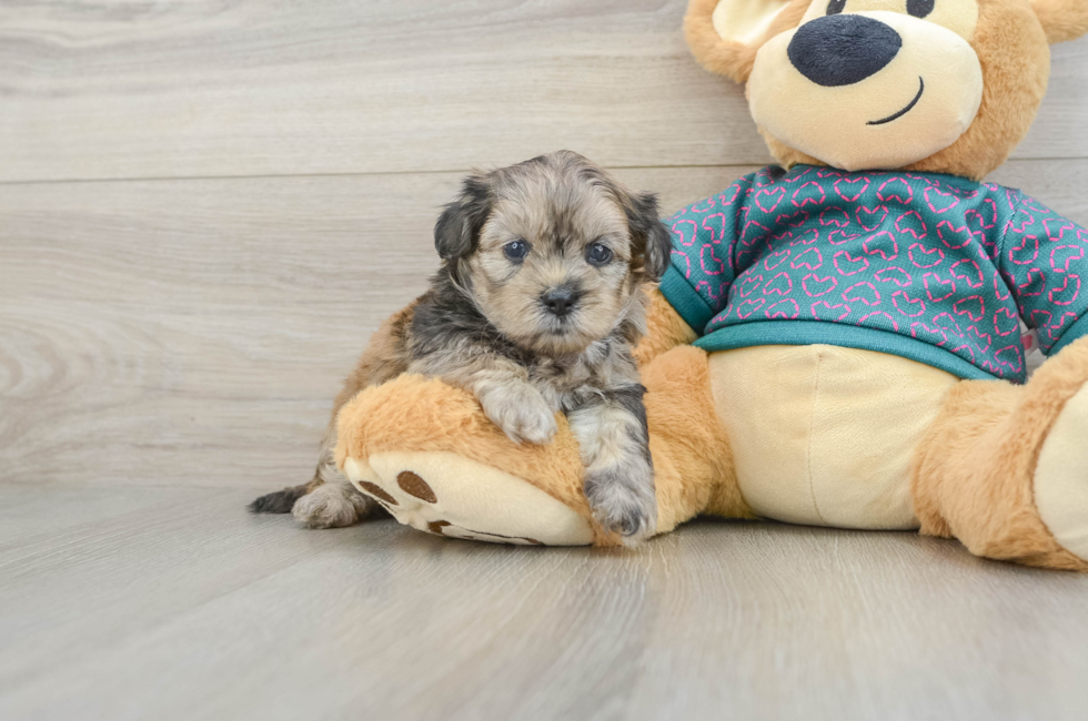 5 week old Shih Poo Puppy For Sale - Windy City Pups