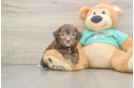 Best Shih Poo Baby