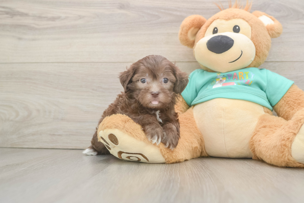 Best Shih Poo Baby