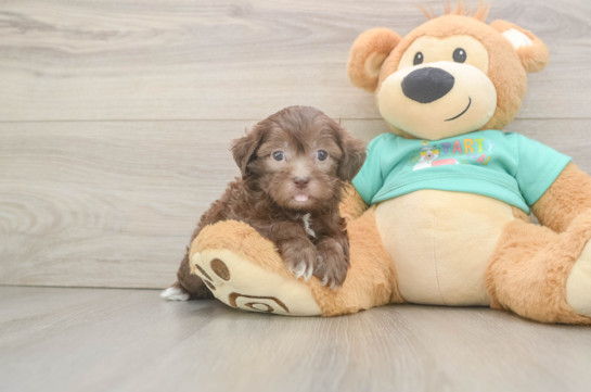 Best Shih Poo Baby