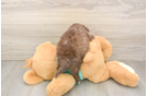Best Shih Poo Baby