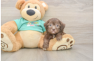 Shih Poo Puppy for Adoption
