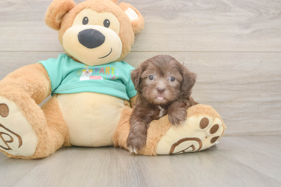Shih Poo Puppy for Adoption