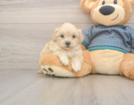 7 week old Shih Poo Puppy For Sale - Windy City Pups