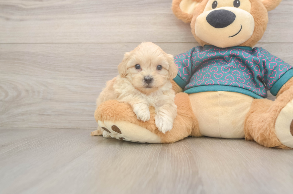 5 week old Shih Poo Puppy For Sale - Windy City Pups