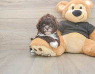 6 week old Shih Poo Puppy For Sale - Windy City Pups