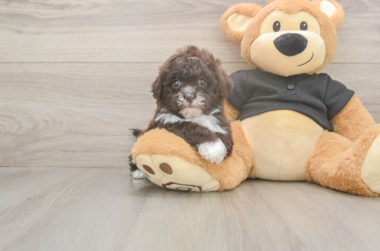 7 week old Shih Poo Puppy For Sale - Windy City Pups Shih Poo Puppy for Adoption