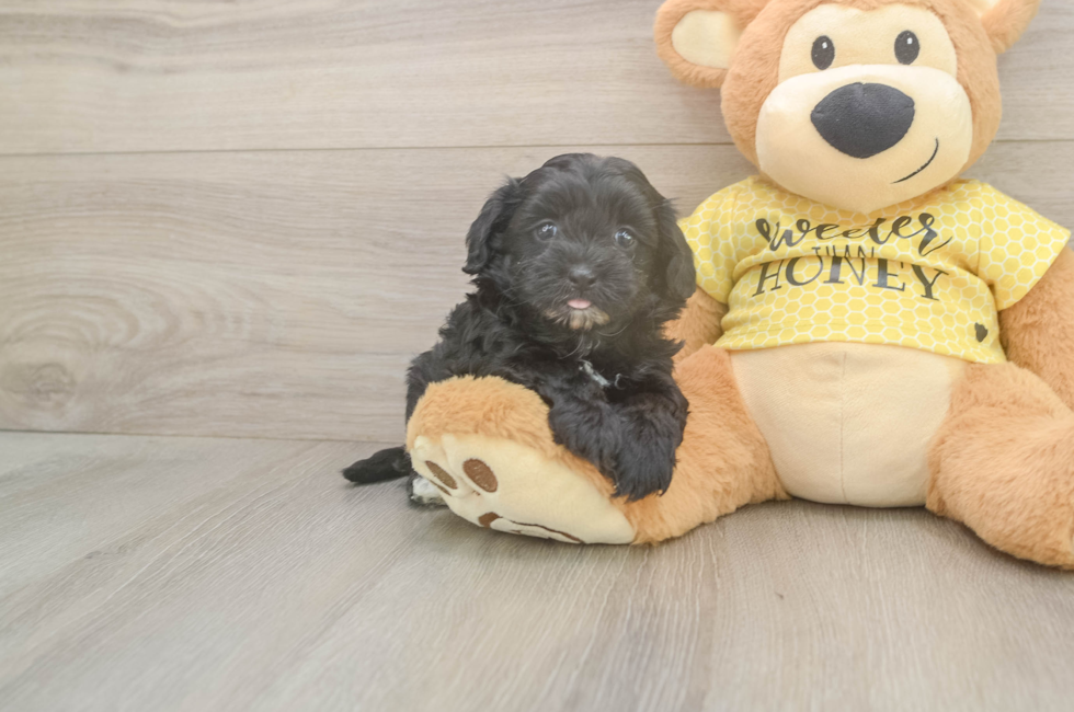 5 week old Shih Poo Puppy For Sale - Windy City Pups