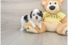 Sweet Shih Poo Baby