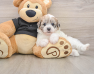 8 week old Shih Poo Puppy For Sale - Windy City Pups