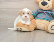 7 week old Shih Poo Puppy For Sale - Windy City Pups