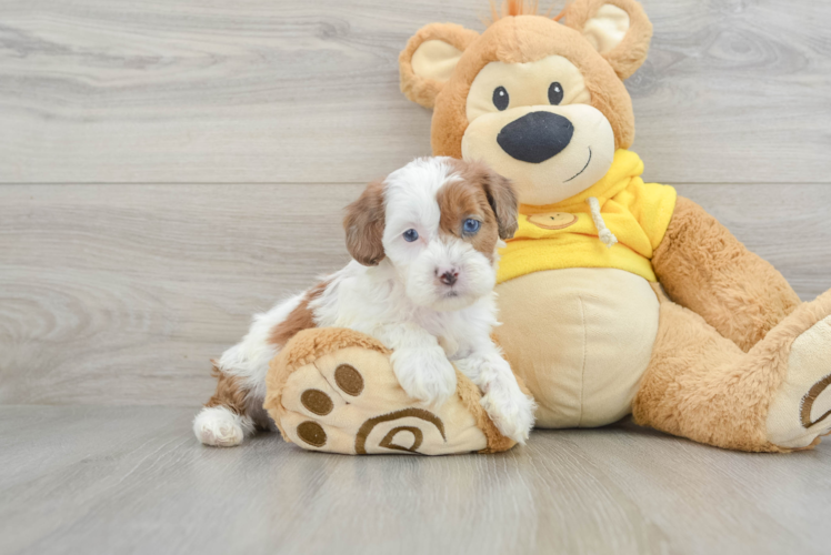 Popular Shih Poo Poodle Mix Pup