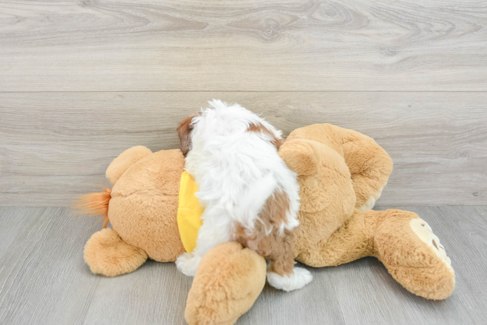 Shih Poo Pup Being Cute