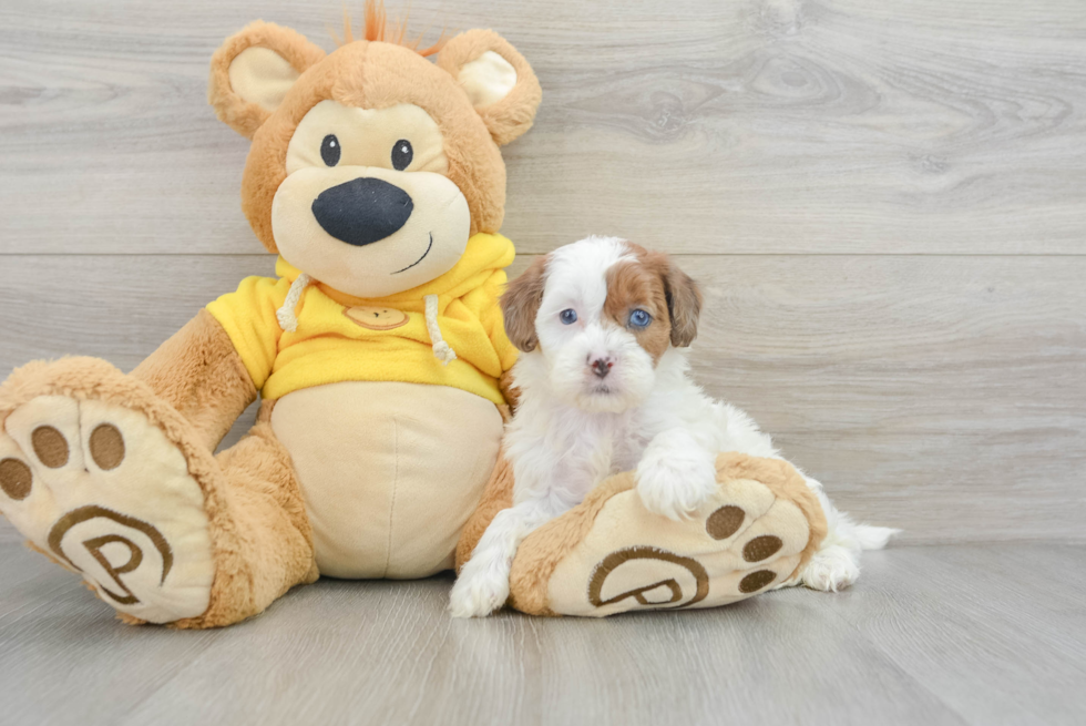 Happy Shih Poo Baby