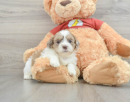 7 week old Shih Poo Puppy For Sale - Windy City Pups