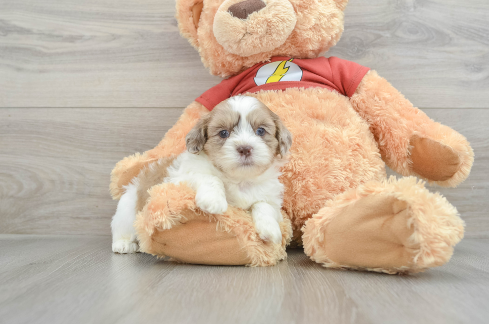 7 week old Shih Poo Puppy For Sale - Windy City Pups