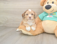 6 week old Shih Poo Puppy For Sale - Windy City Pups