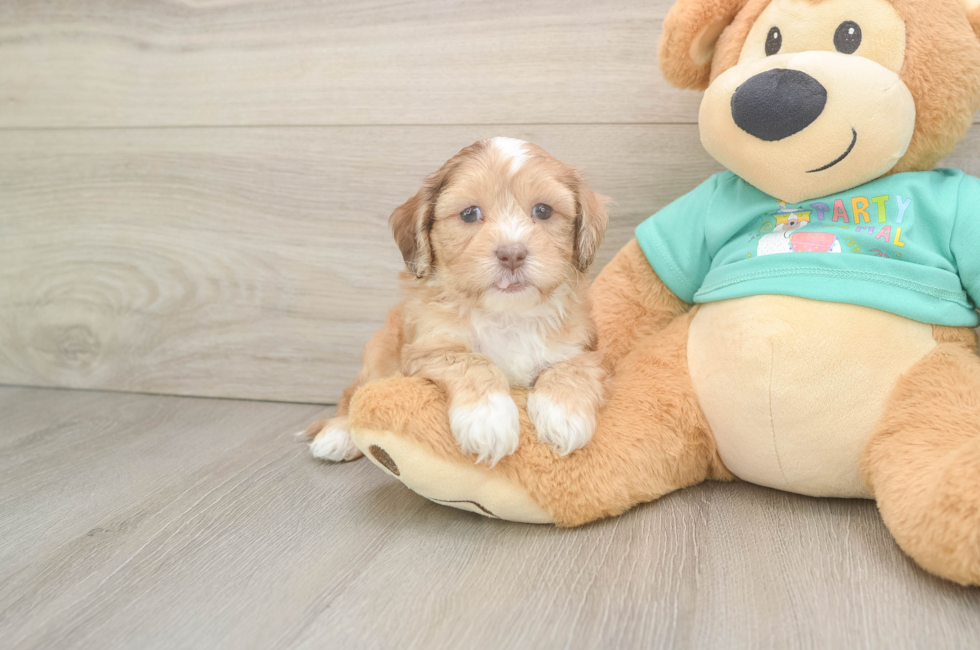 5 week old Shih Poo Puppy For Sale - Windy City Pups