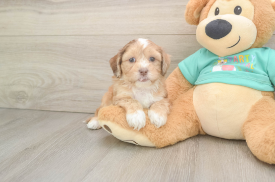 Shih Poo Puppy for Adoption