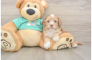 Shih Poo Puppy for Adoption