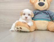 7 week old Shih Poo Puppy For Sale - Windy City Pups