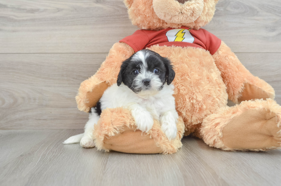 7 week old Shih Poo Puppy For Sale - Windy City Pups