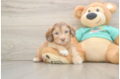 Shih Poo Pup Being Cute