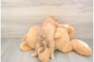 Shih Poo Puppy for Adoption