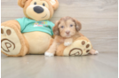 Shih Poo Pup Being Cute