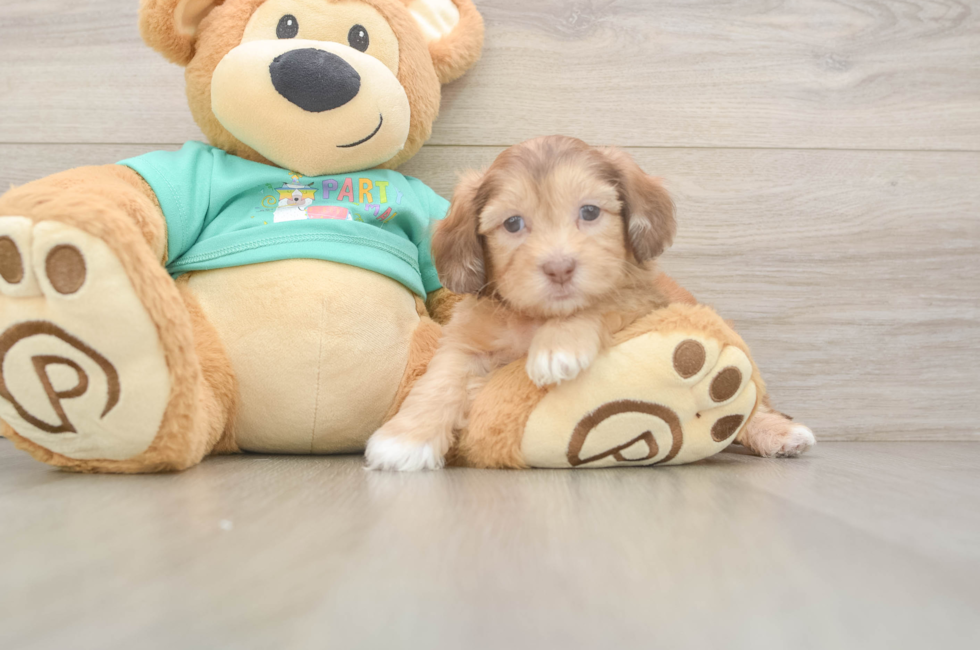 5 week old Shih Poo Puppy For Sale - Windy City Pups