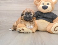 7 week old Shih Poo Puppy For Sale - Windy City Pups