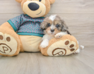 7 week old Shih Poo Puppy For Sale - Windy City Pups